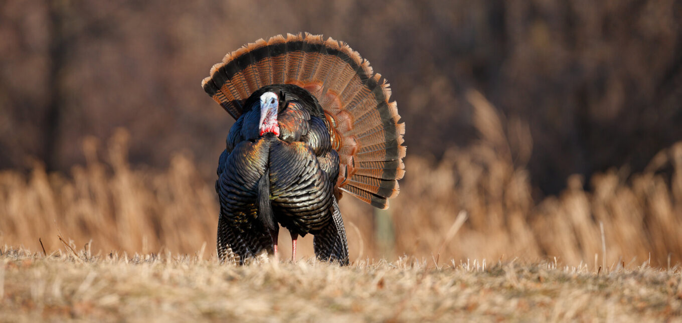 Hatching Turkey Eggs – Mother Earth News - Vimarsana News